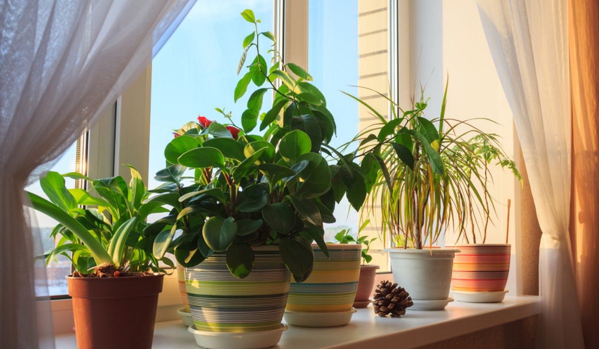 Plant Parenting